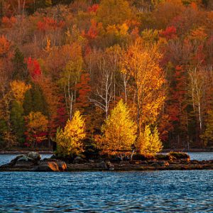 Autumn trees near a lake