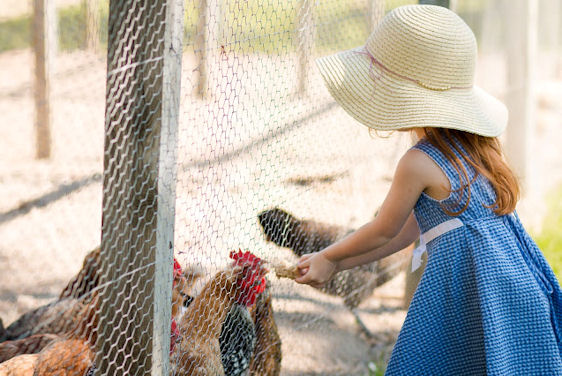 Little girl with sunhat on feeding chickens at East Hill Farm in Troy, NH