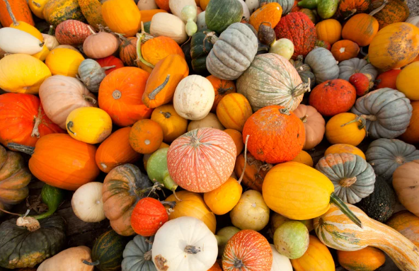 A collection of pumpkins and gourds viewed from above